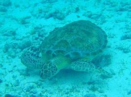 Hicaco Tours Snorkel and Dive