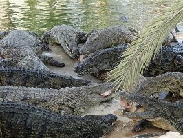 Krokodilfarm Animalia