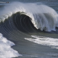 Surf4 You
