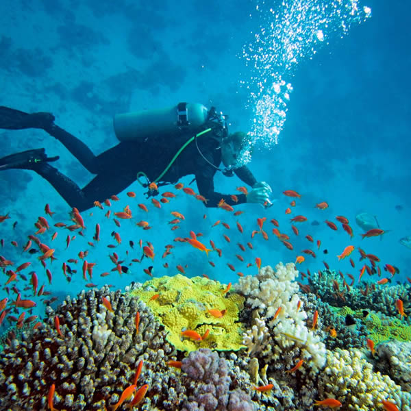 Oceano Diving and Surf