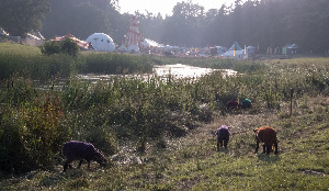 Suffolk England Festival