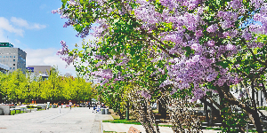 Sapporo Lilac Festival