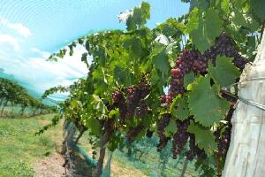 Scion Vineyard and Winery