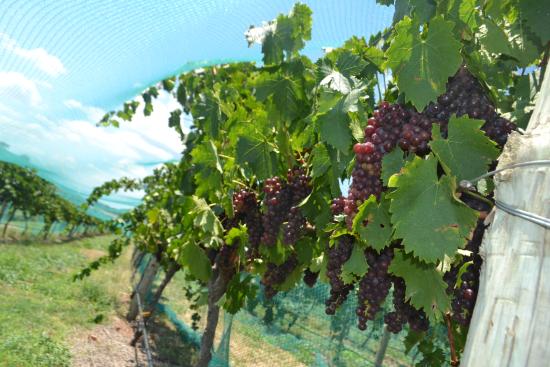 Scion Vineyard and Winery