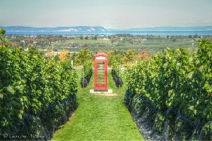 Wolfville Canada Vineyard