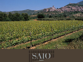 Azienda Agraria Saio