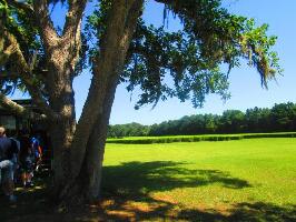 Charleston Tea Plantation