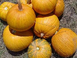 Pumpkin Seeds Australia