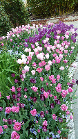 Washington DC United States Garden