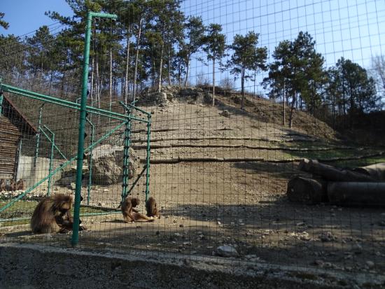 Veszprem Zoo (Kittenberger K&aacute;lm&aacute;n N&ouml;v&eacute;ny &eacute;s Vadaspark)
