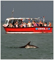 Dolphin Spotting Boat Trips