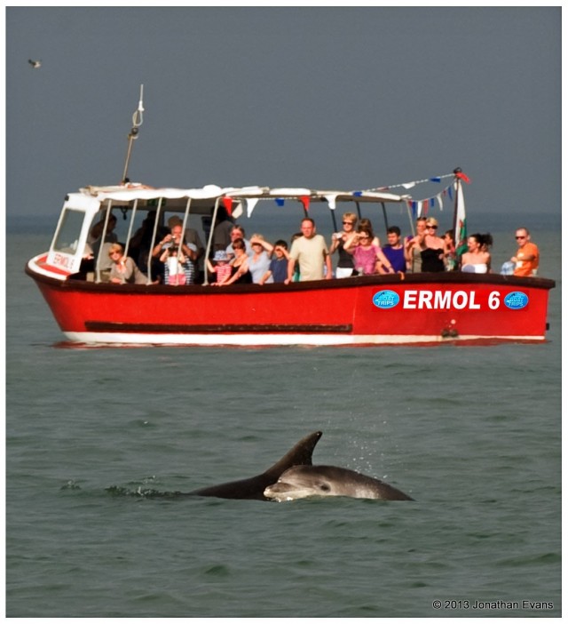Dolphin Spotting Boat Trips