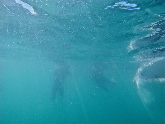 Whale Shark Encounter by Cabo Adventures