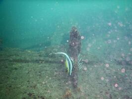 Scuba Evolution India