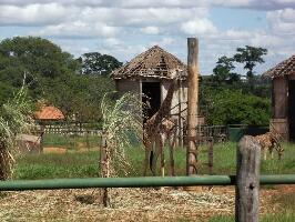 Brasilia Brazil Zoo