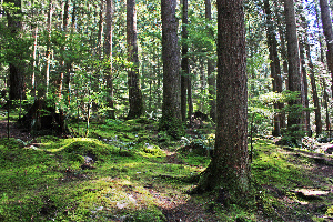North Vancouver Canada Park