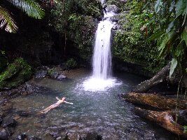 El Yunque National Forest Puerto Rico Forest
