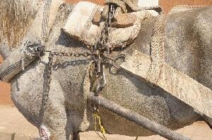 ACE- Animal Care in Egypt