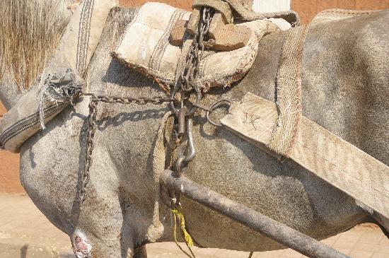 ACE- Animal Care in Egypt