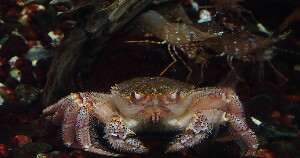 Sunpiazza Aquarium