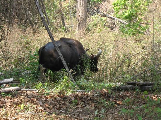 Wayanad Wildlife Sanctuary
