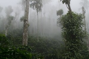 Neelimala View Point