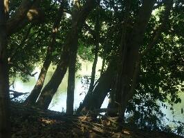 Kabini River