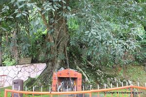 Chain Tree of Karinthandan