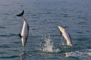 Dolphin Encounter