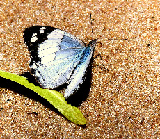 Parque Nacional El Palmar