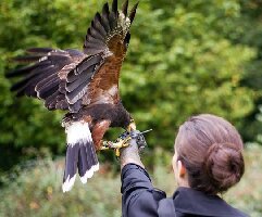 West of England Falconry