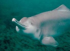 White Dolphin Conservation Area