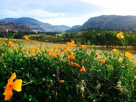 Canada Canada Experience