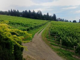 Winfield Canada Winery Tour