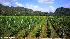 Thailand Vineyard