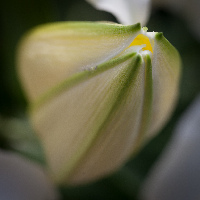 Longwood Gardens