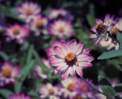 Dallas United States Botanical garden