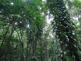 BTS Daintree