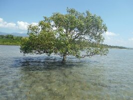 Daintree Region Australia Walk