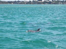 Sea All Dolphin Swims