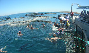 Port Lincoln Australia Swim