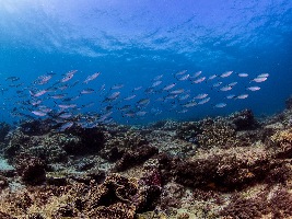 Sunreef