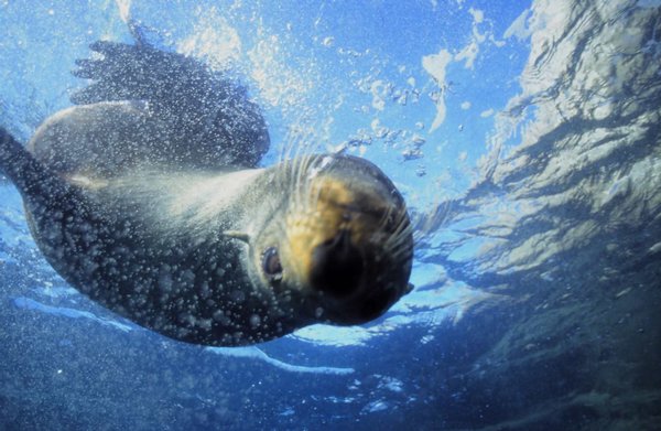 Seal Swim Kaikoura
