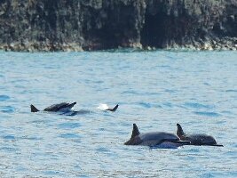 Dolphin Discoveries
