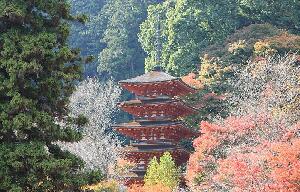 Sakurai Japan Temple