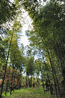 Kenchoji Temple