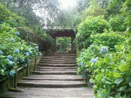 Meigetsuin (Hydrangea Temple)