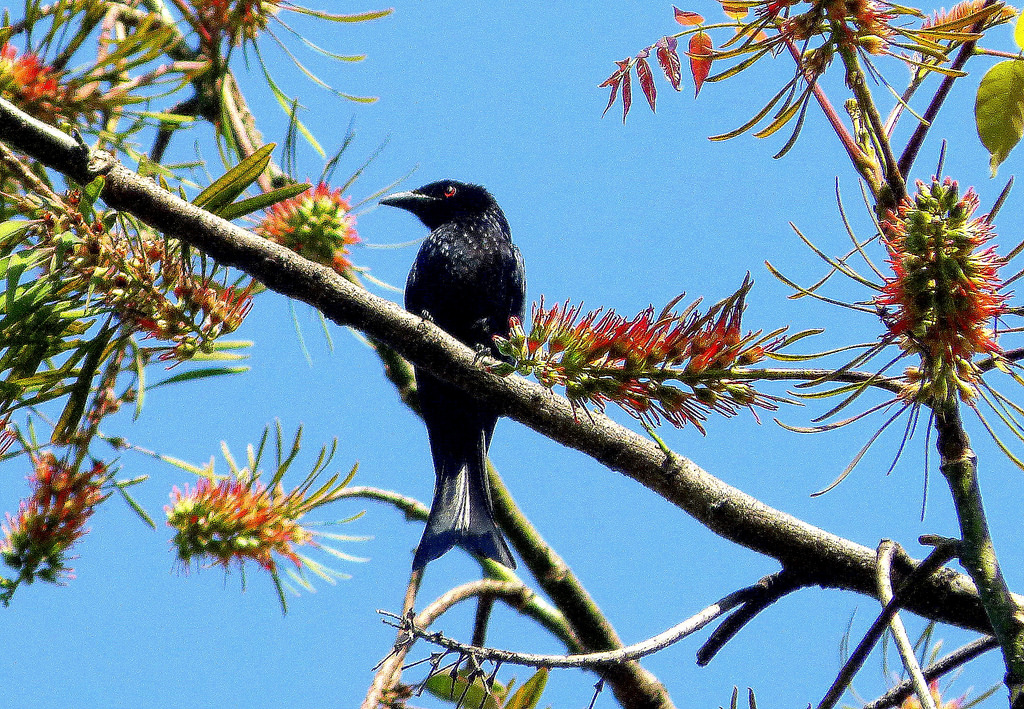 Brisbane Botanic Gardens Mt. Coot-tha