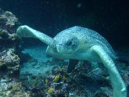 Galapagos Tip Top Dive and Training
