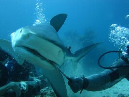 Ocean Explorers Dive Center